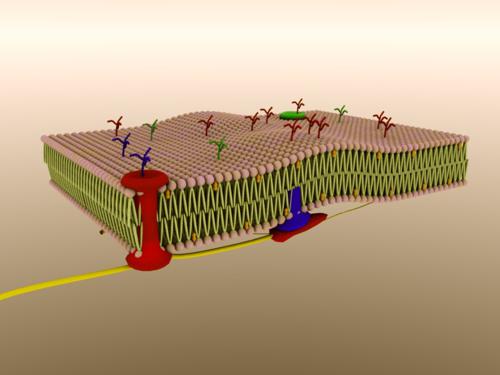 Cellular Plasma Membrane preview image